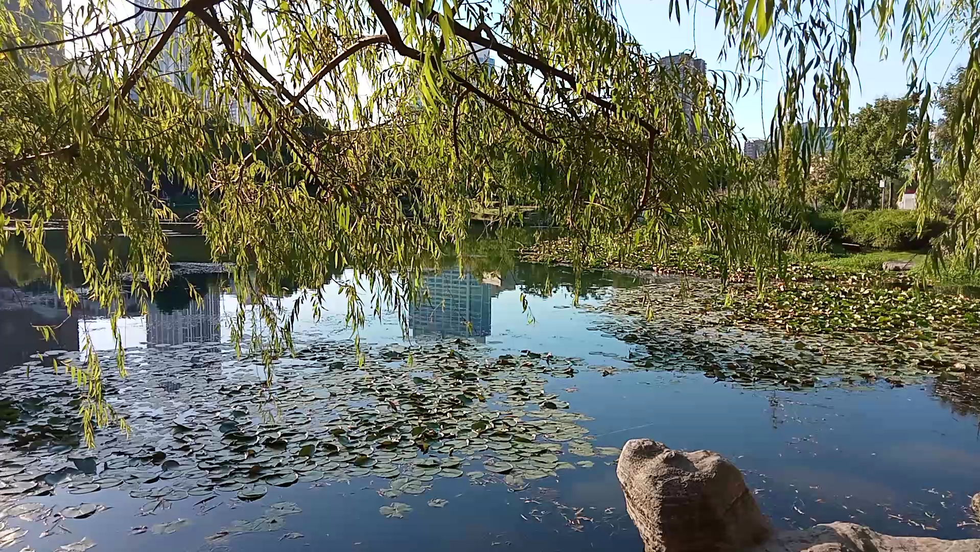 蝉鸣声声 池塘绿树成荫