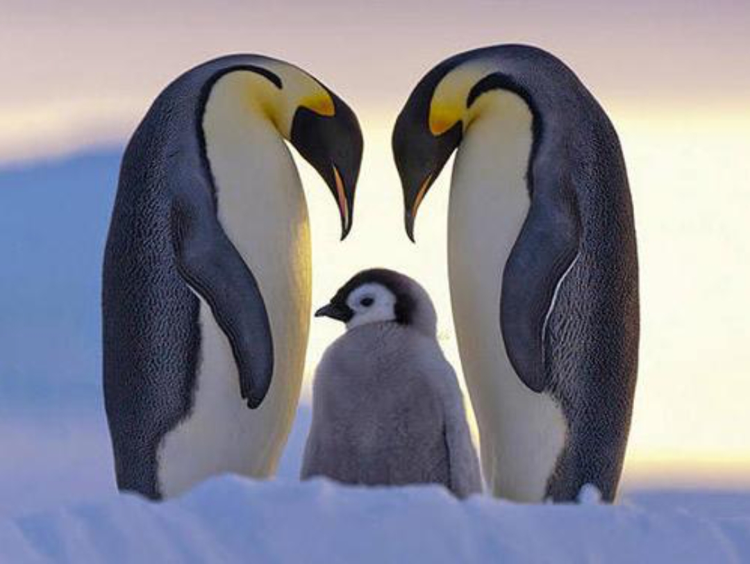 让我们一起看企鹅