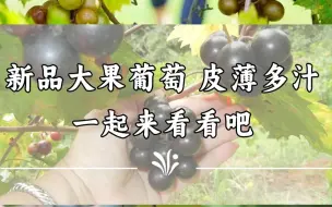 Download Video: 美洲圆叶葡萄推荐