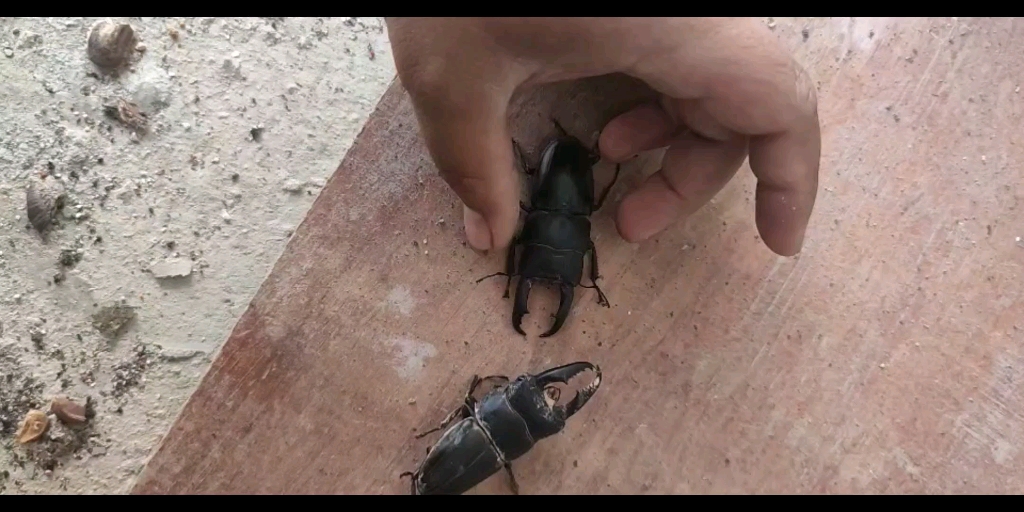 西南扁锹,新出来就打架,第二天早起另外一只已经挂了