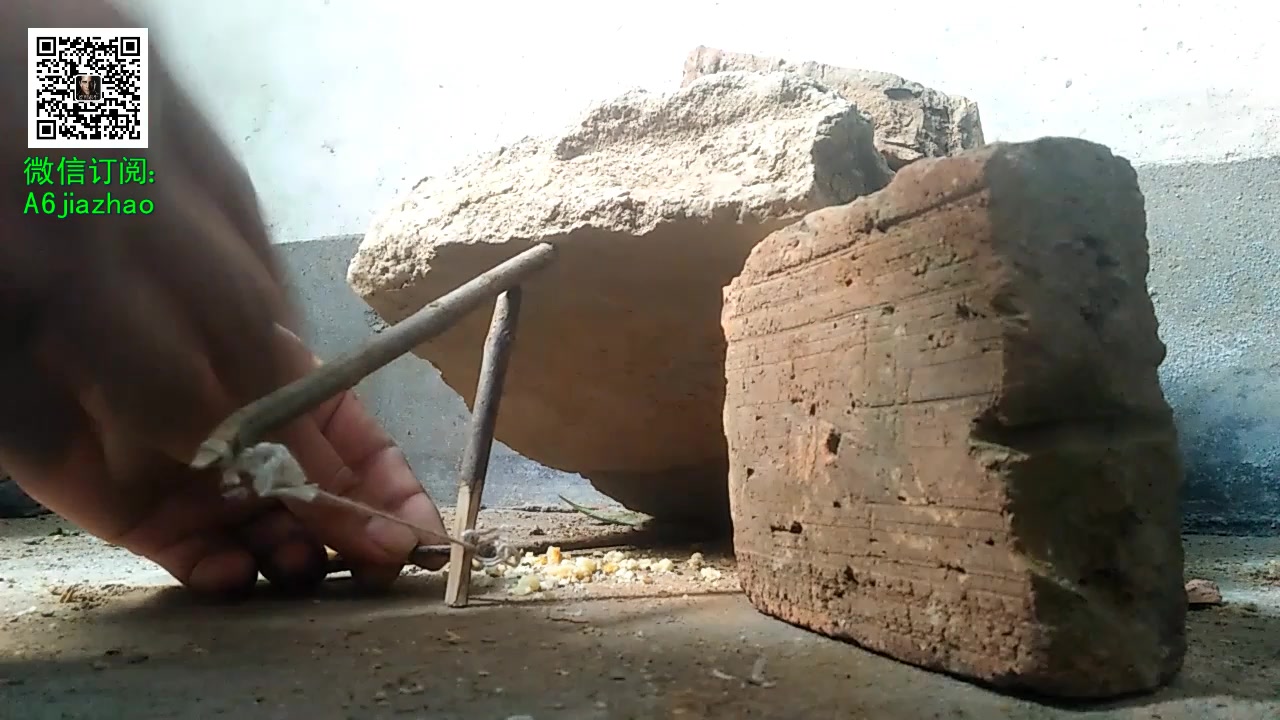 好大的一只老鼠,用自制的捕鼠陷阱逮的,其实也可以猎捕别的有害小动物