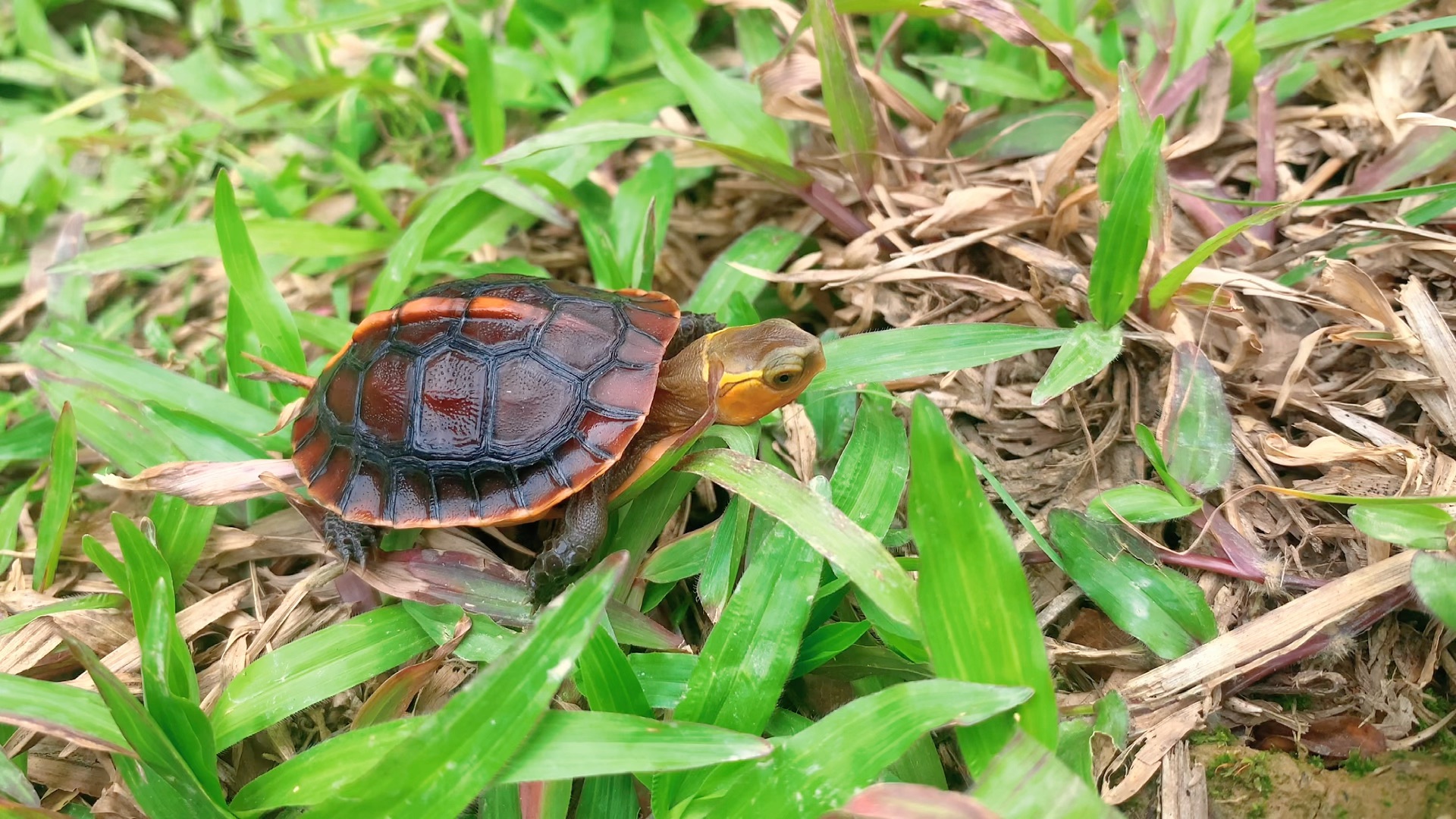 分享顶级血红安缘龟