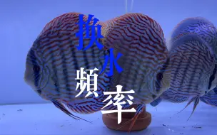 Download Video: 换水的时间和换水量最好形成一个规律，切记不可以直接倒入，因为水流会冲击鱼体，让鱼儿产生应激反应。