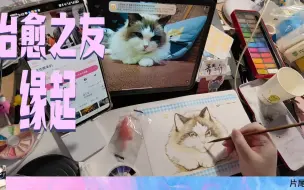 Download Video: 【治愈之友1】感谢蜜狐的猫猫当模特～