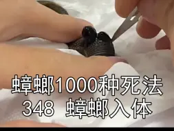 Download Video: 把蟑螂塞到蚂蝗体内~