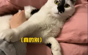 Tải video: 依次捏了每一只猫