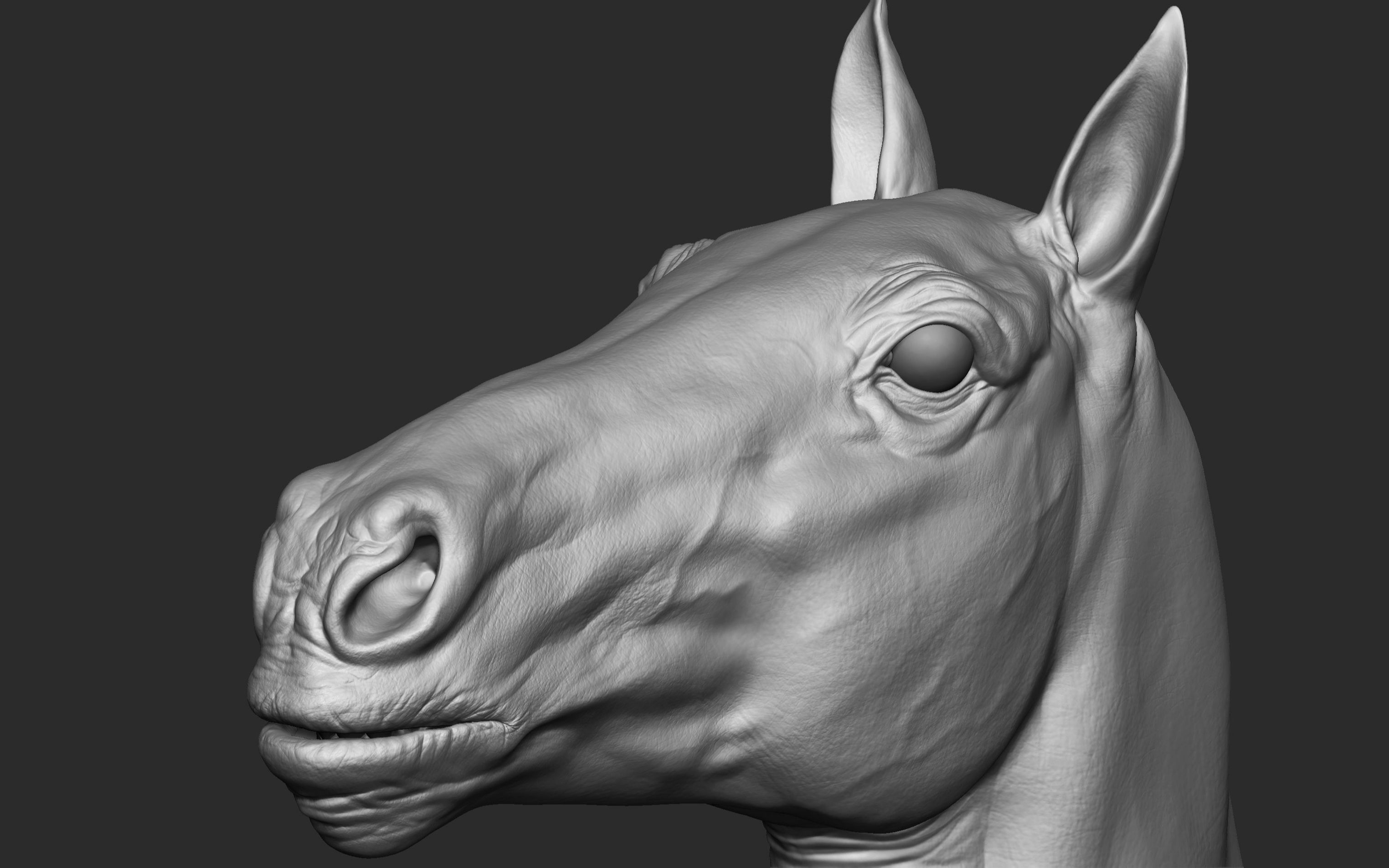 zbrush马动物雕刻参考资料,zbrush雕刻资料