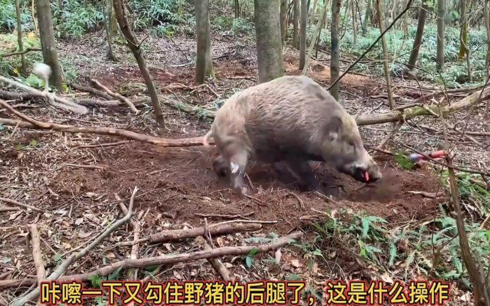 [图]小日子过得不错的法克油用三角函数对付两百斤重的野猪！