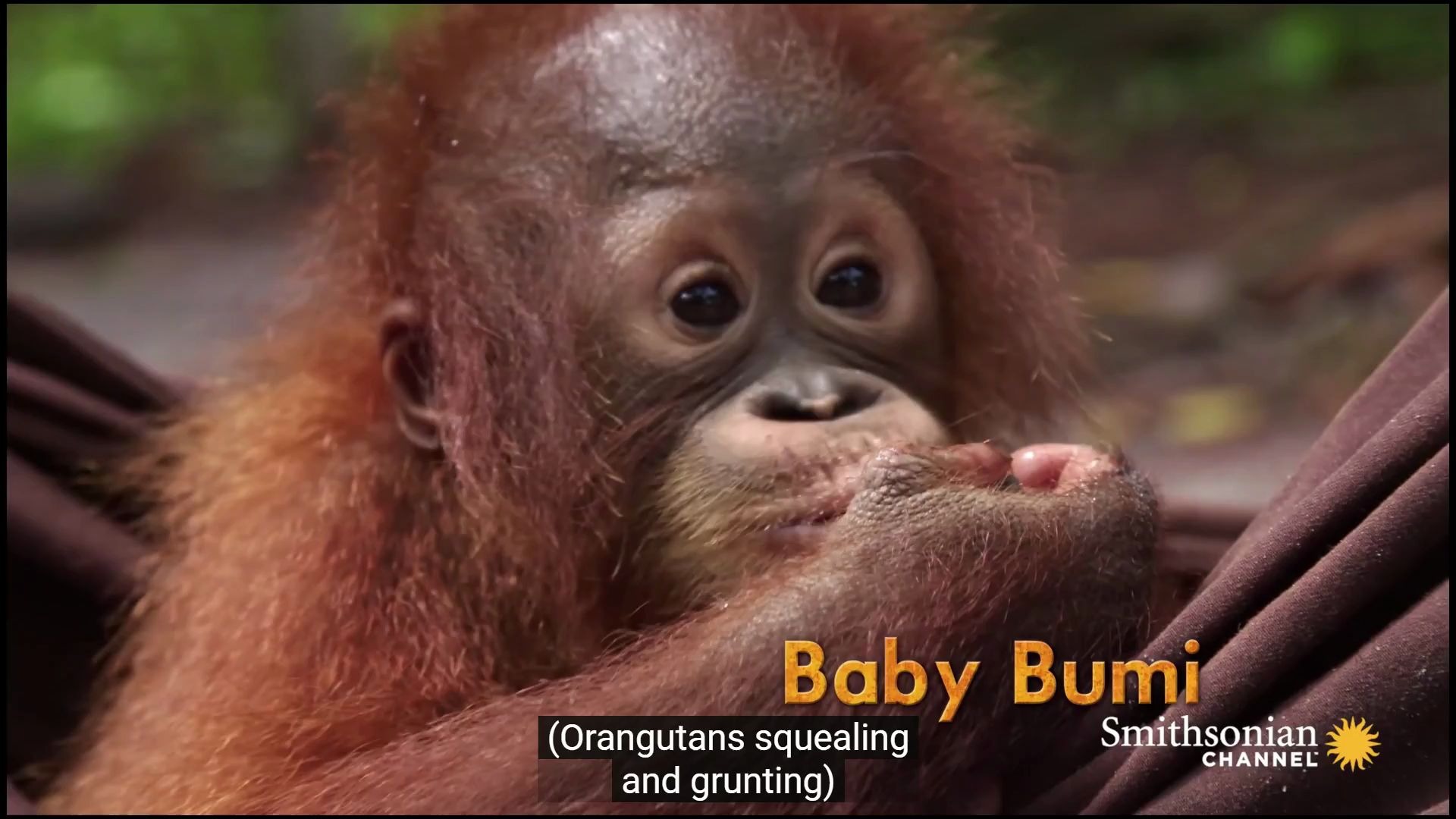 【Youtube】【英文字幕】猩猩丛林学校.就这样开始了...Orangutan Jungle School: And So It Begins...哔哩哔哩bilibili