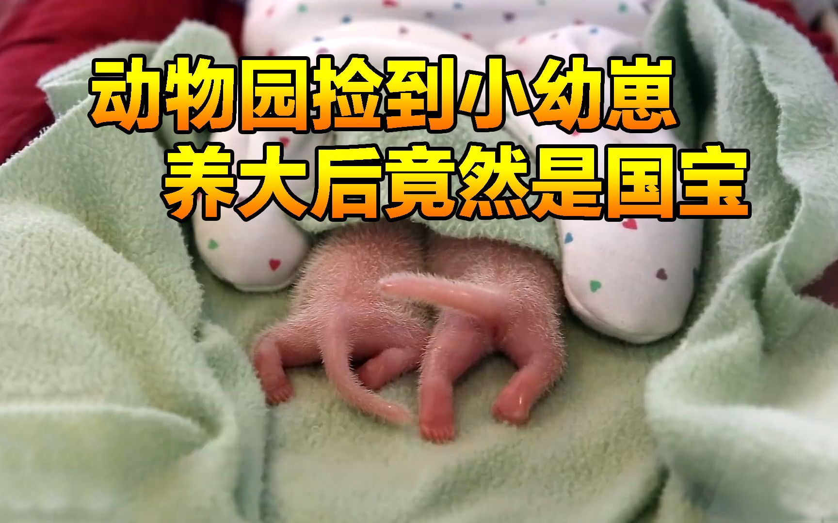 [图]动物园捡到两只小幼崽，经过100天的成长，它们长相竟这么可爱