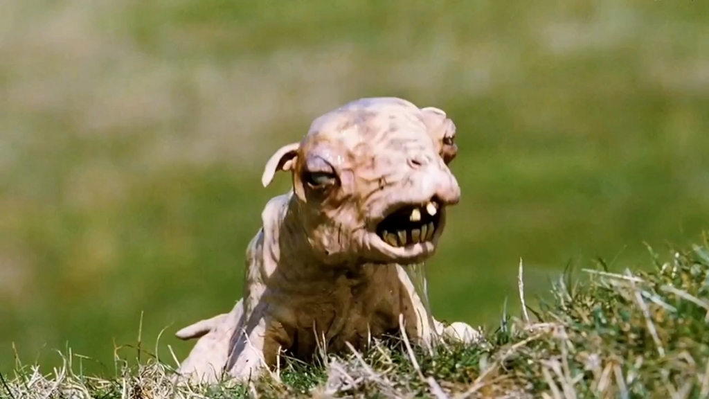 一群变异的山羊逃出了实验室,它们只喜欢吃肉,不吃草