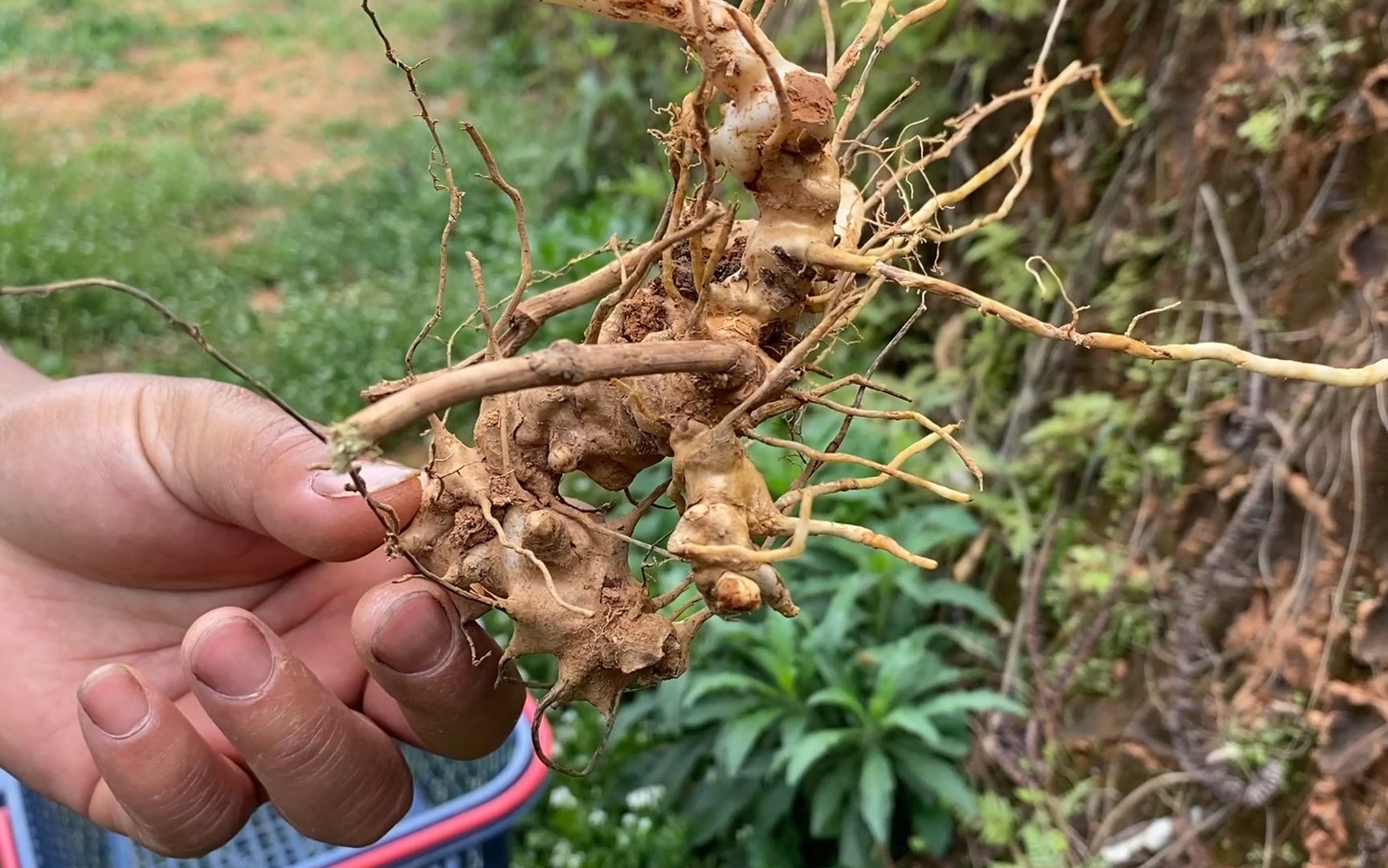 广东老板出高价收购这种金刚根,感觉就要发财了,你们家乡有吗