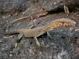 Télécharger la video: 黑掌巨蜥 Varanus glebopalma