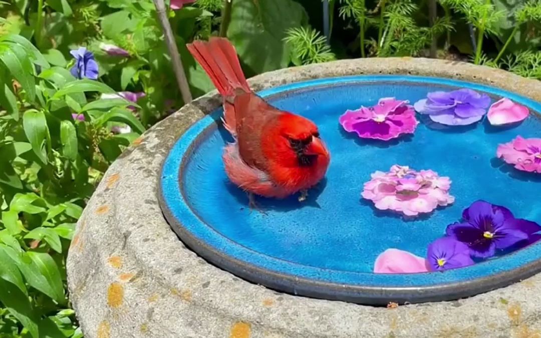 大数据不骗人,刷到这个红喜鹊,好运来咯!