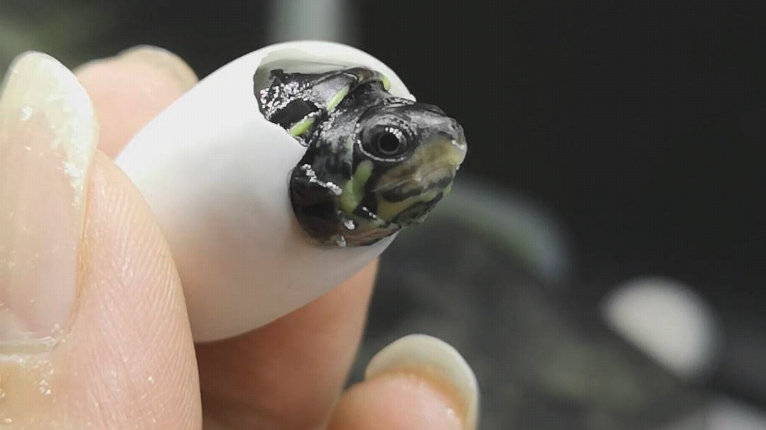 "车车宠物馆"2020首个出壳窄桥蛋龟苗