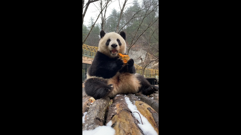 [图]去年今日此园中，熊面雪花交相印。熊面已回楼观台，大雪依旧纷纷飞。