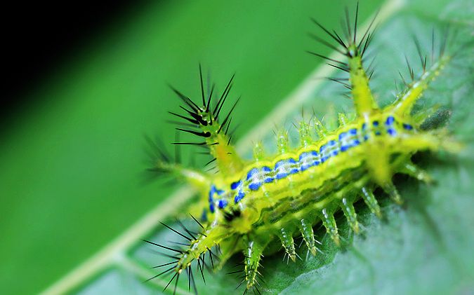 试吃油炸毛毛虫其实一点也不重口味