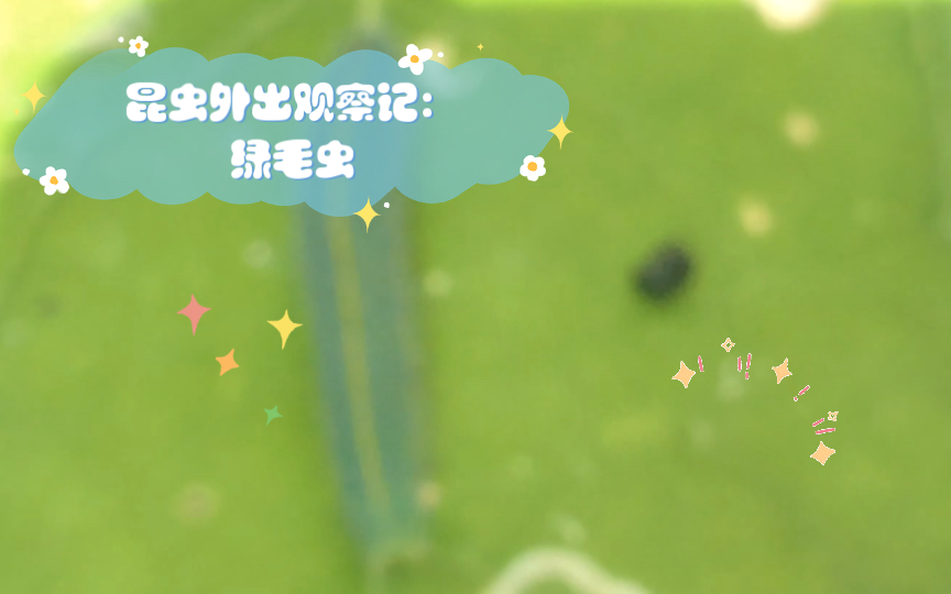 昆虫外出观察记(1):绿毛虫,铁甲蛹,巴大蝶!!!哔哩哔哩bilibili