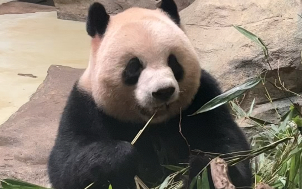 【大熊猫奥莉奥】20231013熊猫谷奥莉奥啃竹子