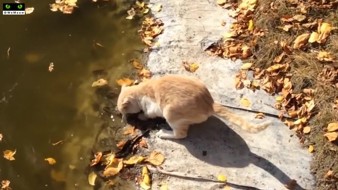 猫落地猫抓鱼猫抖水猫转身