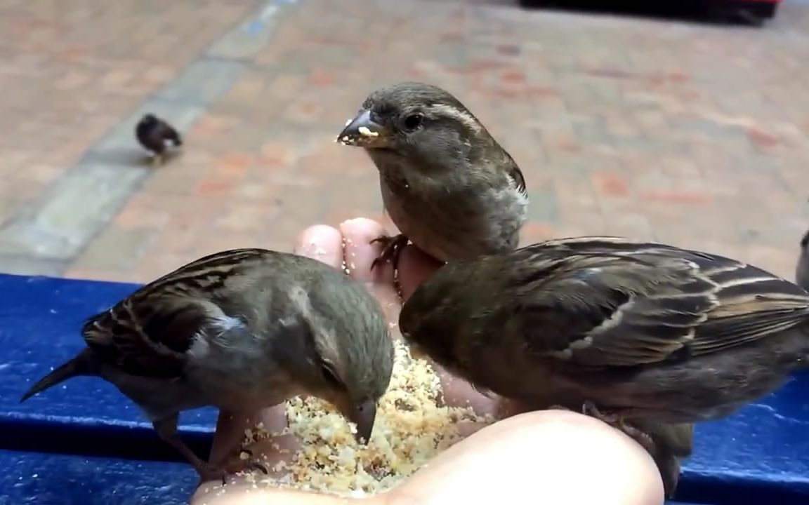 几只麻雀不怕人,敢到人手上吃东西