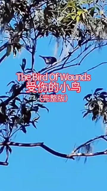 《the bird of wounds/受傷的小鳥》 這首音樂是保羅·莫里哀與排蕭