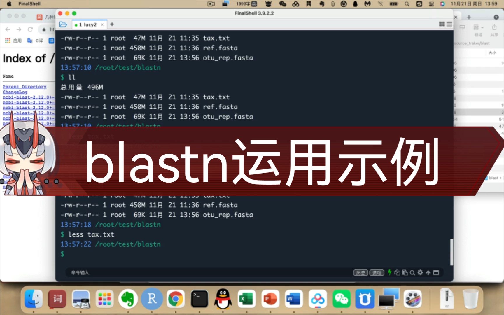 服务器上blastn的使用,linux,Mac,ubuntu操作都是一样的,就录一个了哔哩哔哩bilibili