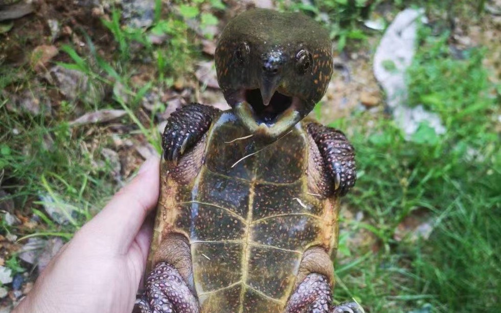 顶级变异鹰嘴龟和花鹰欣赏!