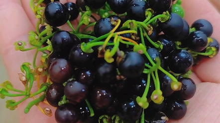 东北野果黑悠悠#童年的记忆 #来过来尝尝这个 #馋哭隔壁小孩