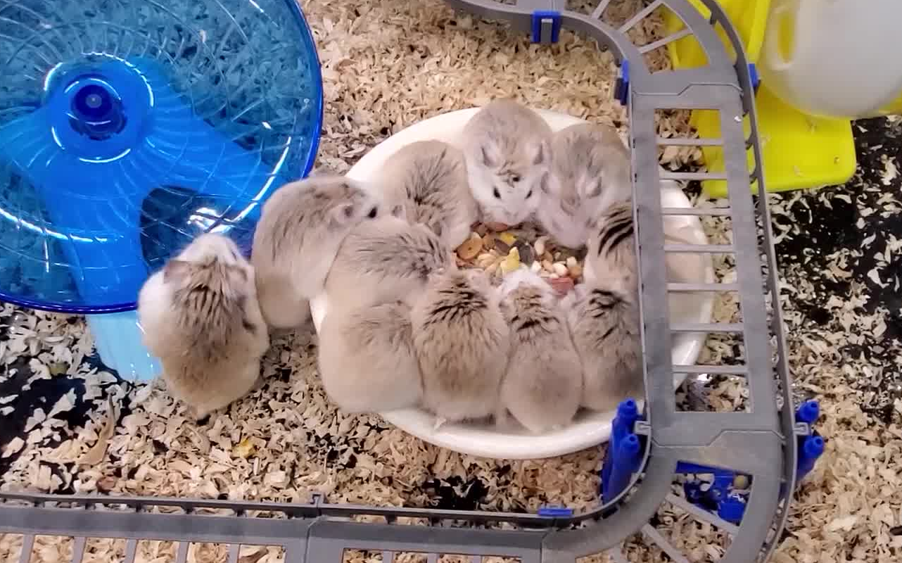 仓鼠合笼后欢乐的大笼生活鬼知道我在b站逛了几天才开始剪视频