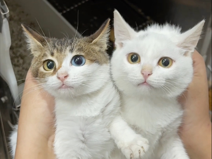 青岛领养活动带过去14只领养出去了17只