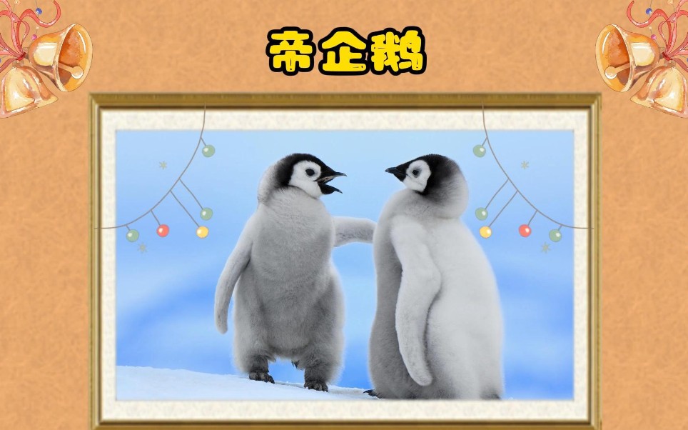 帝企鹅宝宝跌跌撞撞的时光