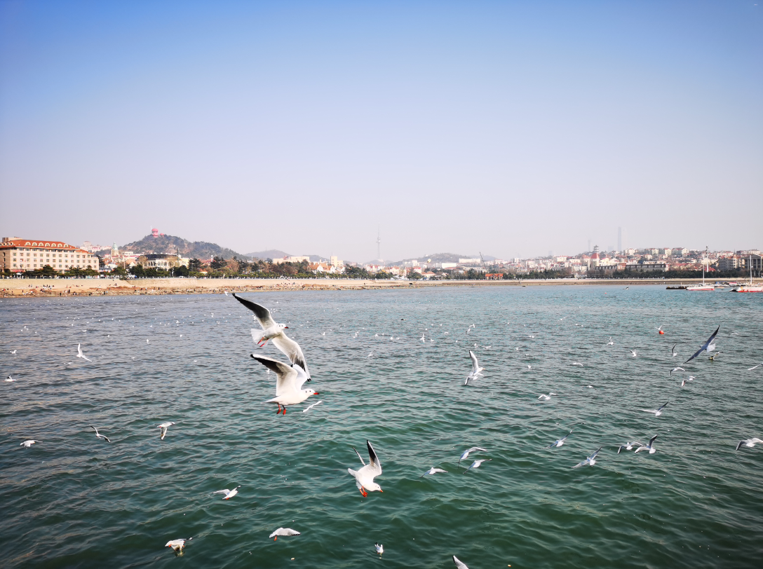 青岛海边海鸥图片图片