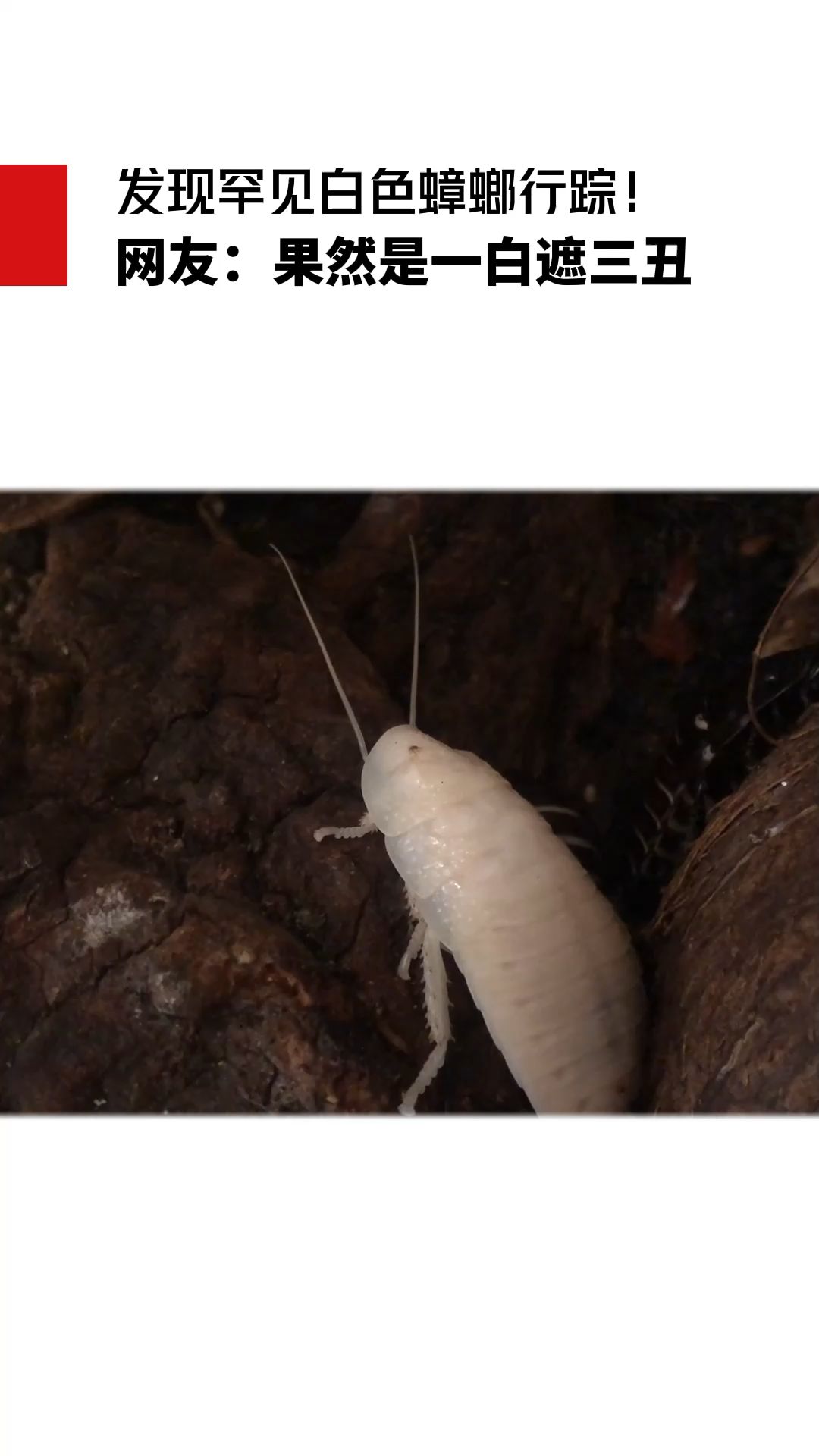 发现罕见白色蟑螂行踪!网友:果然是一白遮三丑