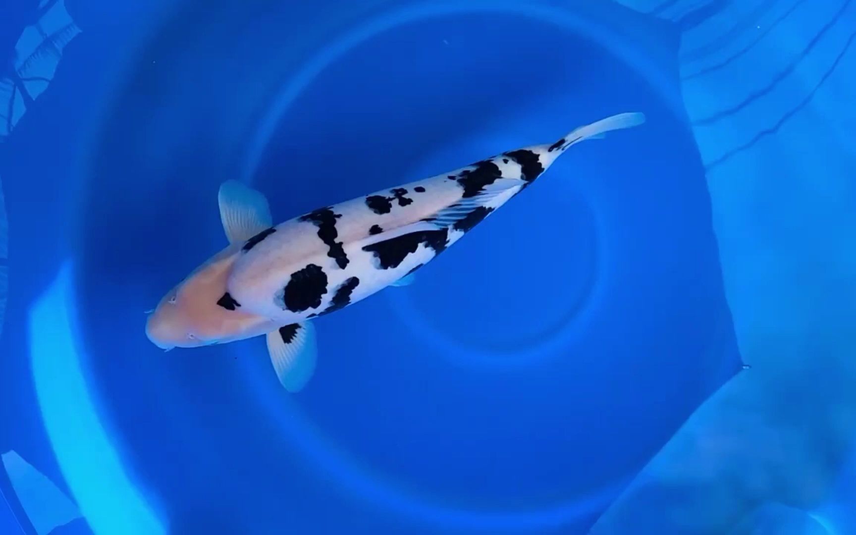 b类冠军 别甲锦鲤 完美墨质 这可能是我见过最好的别甲_哔哩哔哩_bili