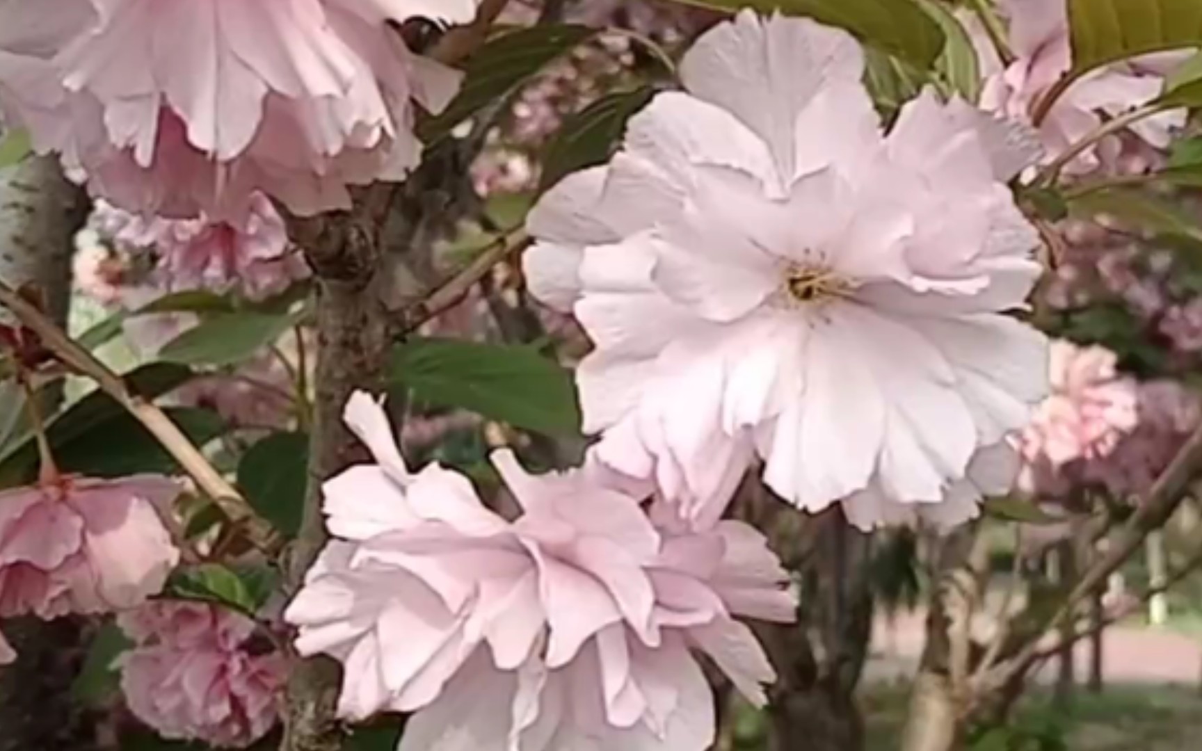 [图]春暖花开富贵！