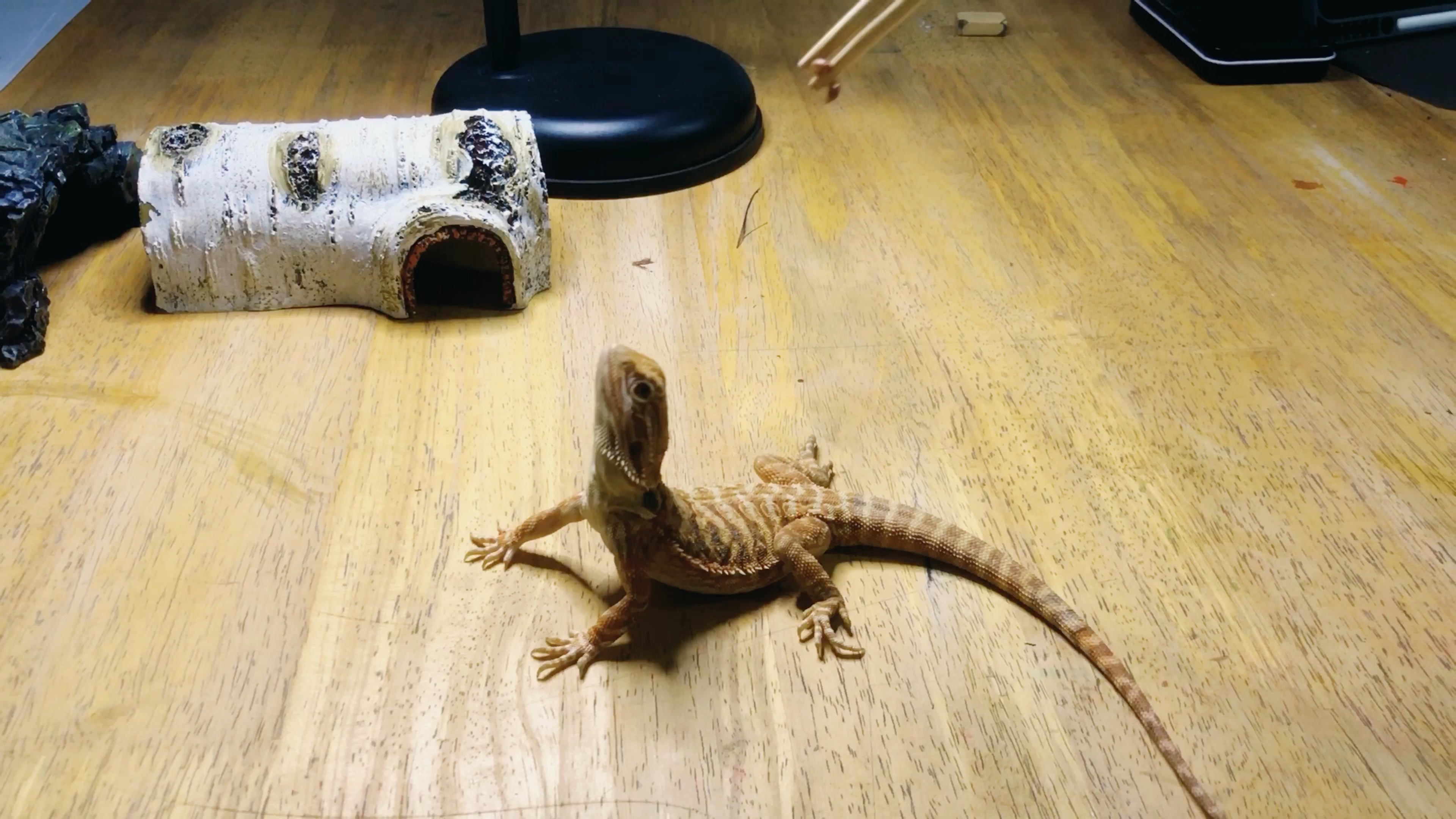 鬃狮蜥蜴美美吃虫