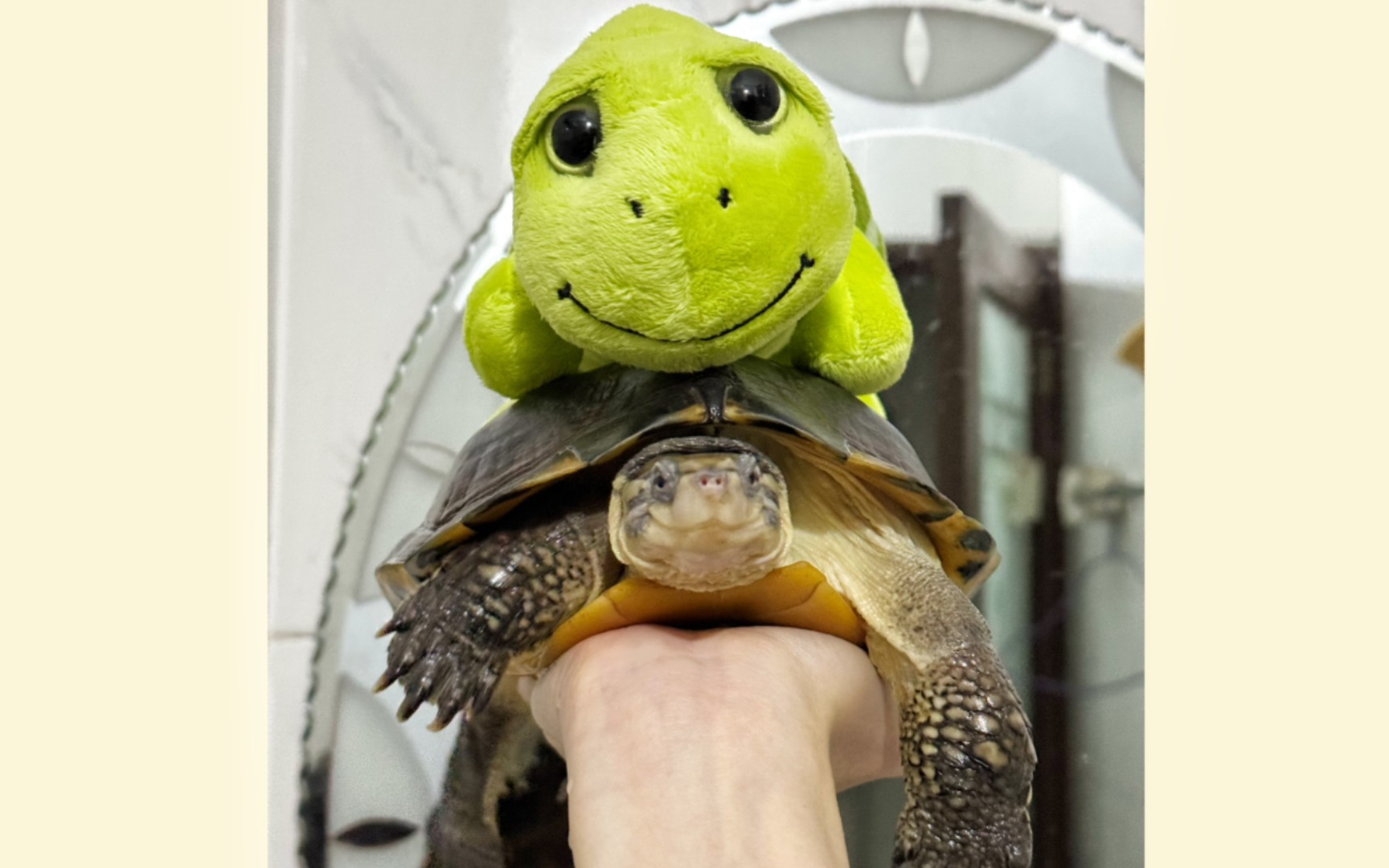 谁家小乌龟长了一张微笑脸呀?噢!是我家的!