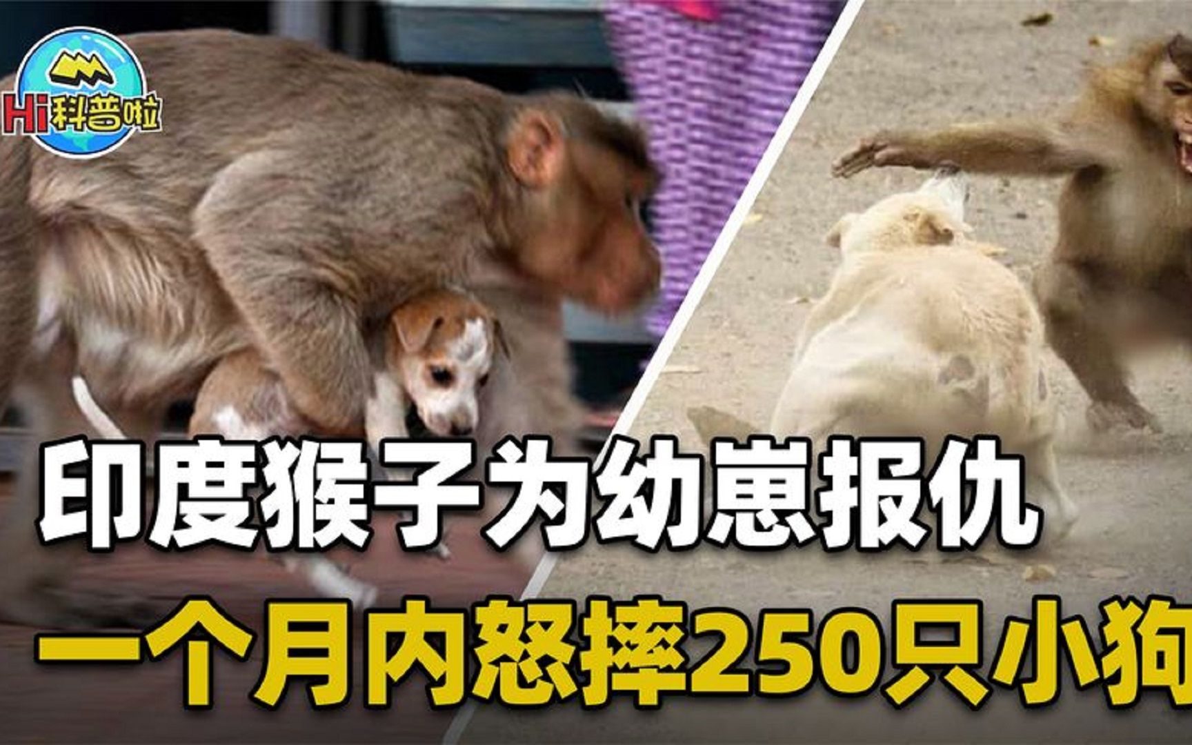 猴子摔死250只狗图片