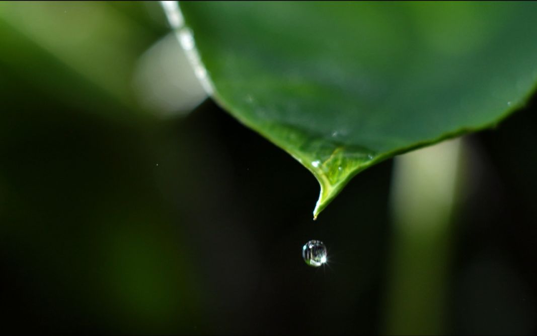 寻鲁味之甘,品济南第一汤菜——泉水奶汤蒲菜哔哩哔哩bilibili