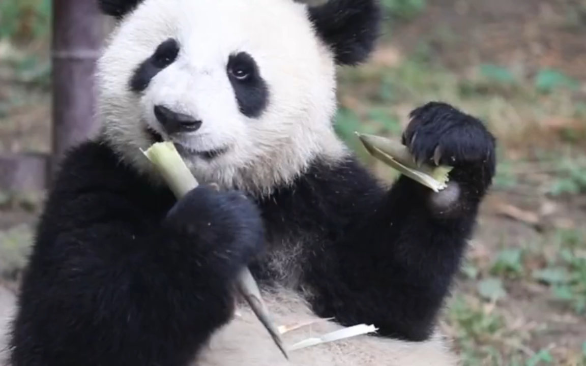 活动  可爱熊猫闭眼吃竹笋
