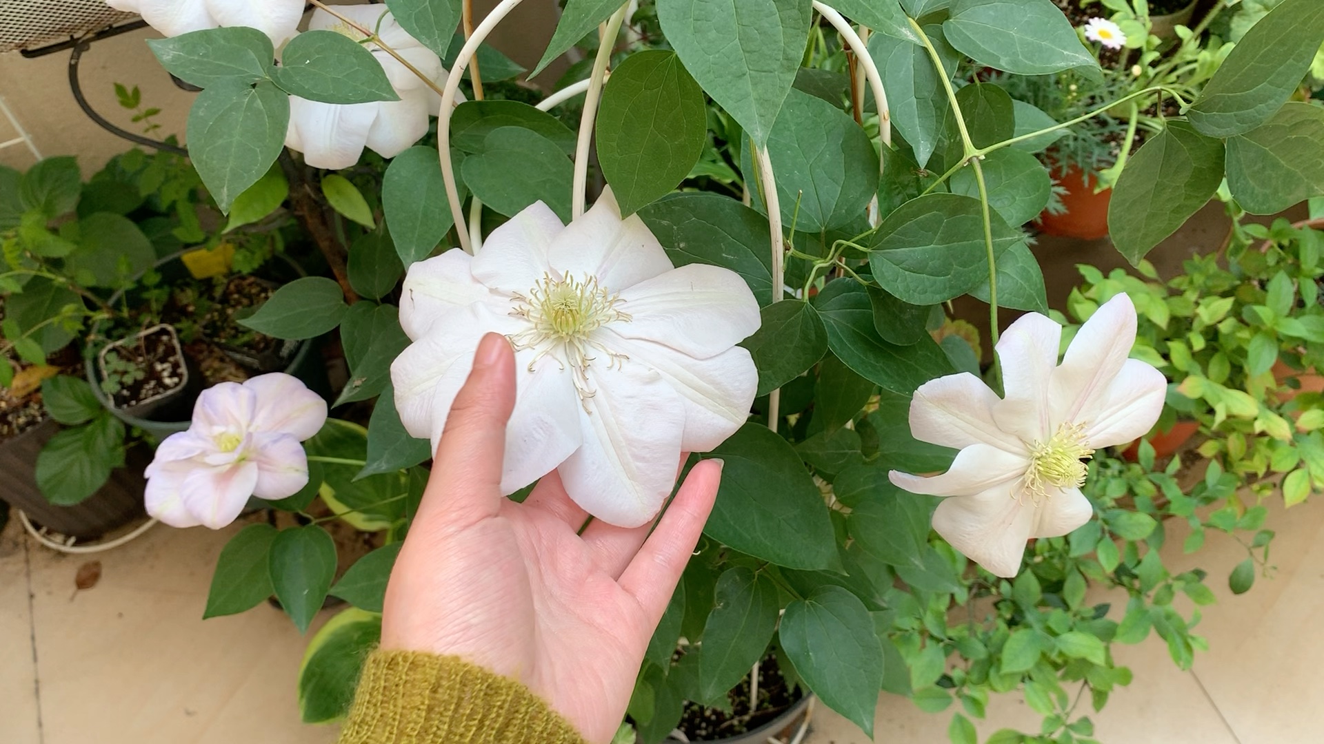 【楼底小花园】铁线莲羞答答变色了?