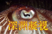 鱿鱼瞳孔为啥这么奇葩？