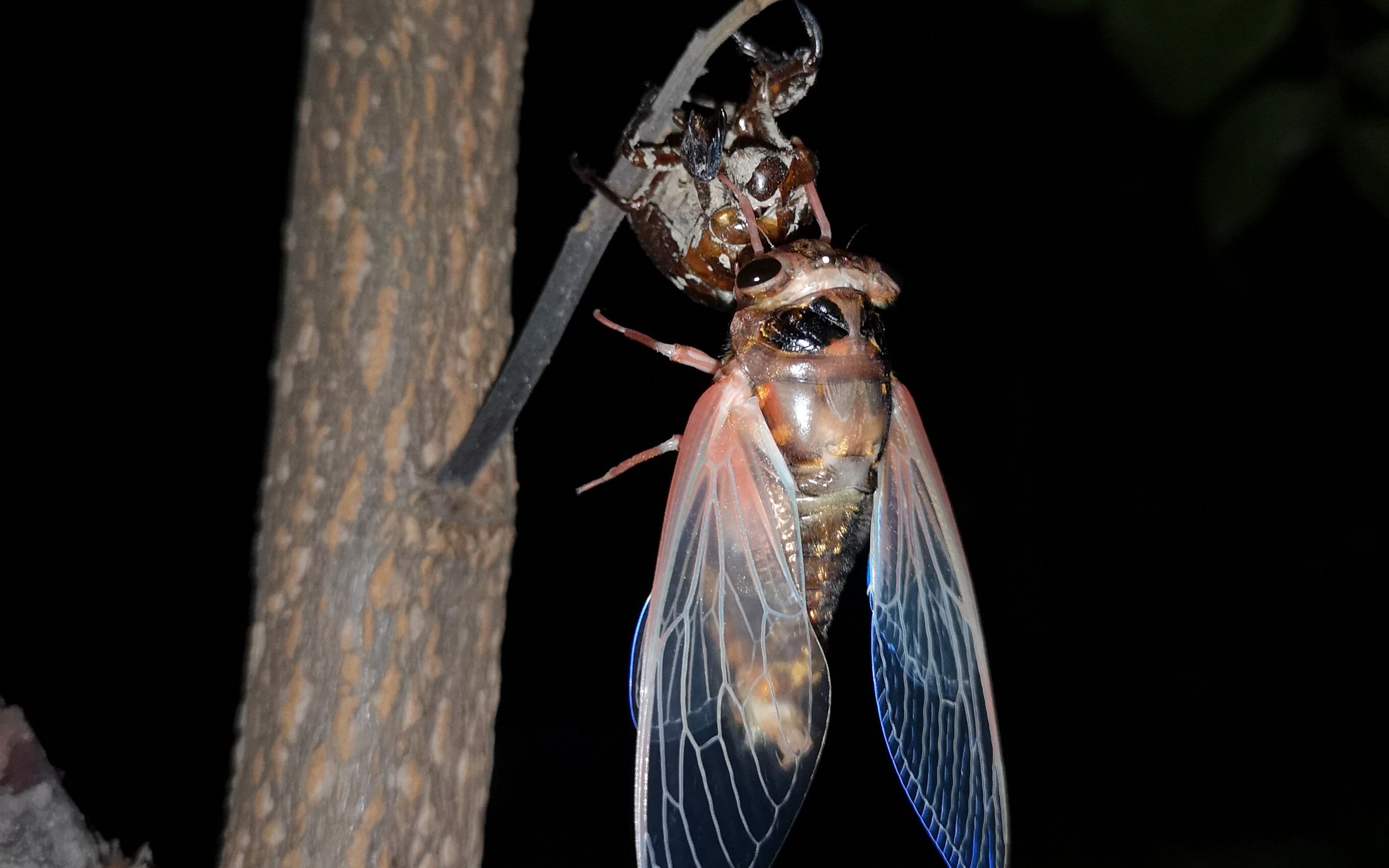 黑蚱蝉大家小时候都有玩过吧体型较小的蟪蛄有没有见过