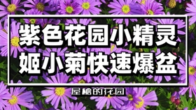 屋檐园艺课堂 姬小菊干枯快挂了 我们来拯救下 哔哩哔哩 つロ干杯 Bilibili