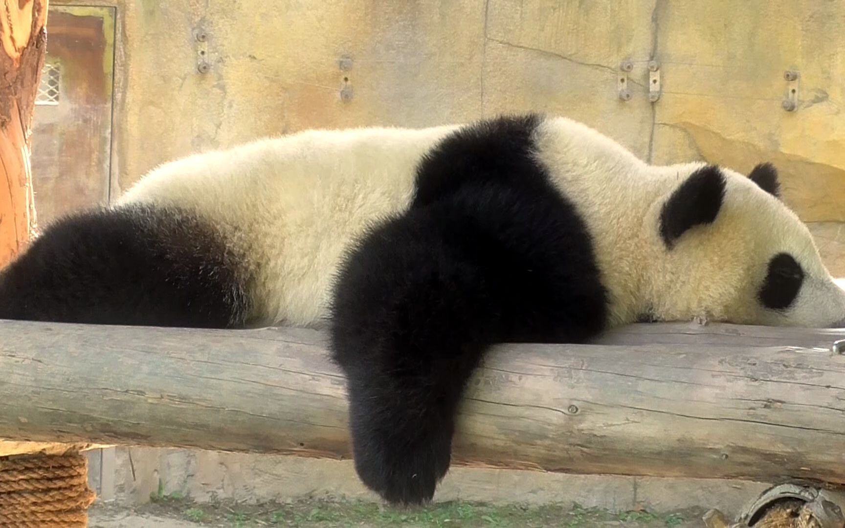 熊猫趴地表情包图片