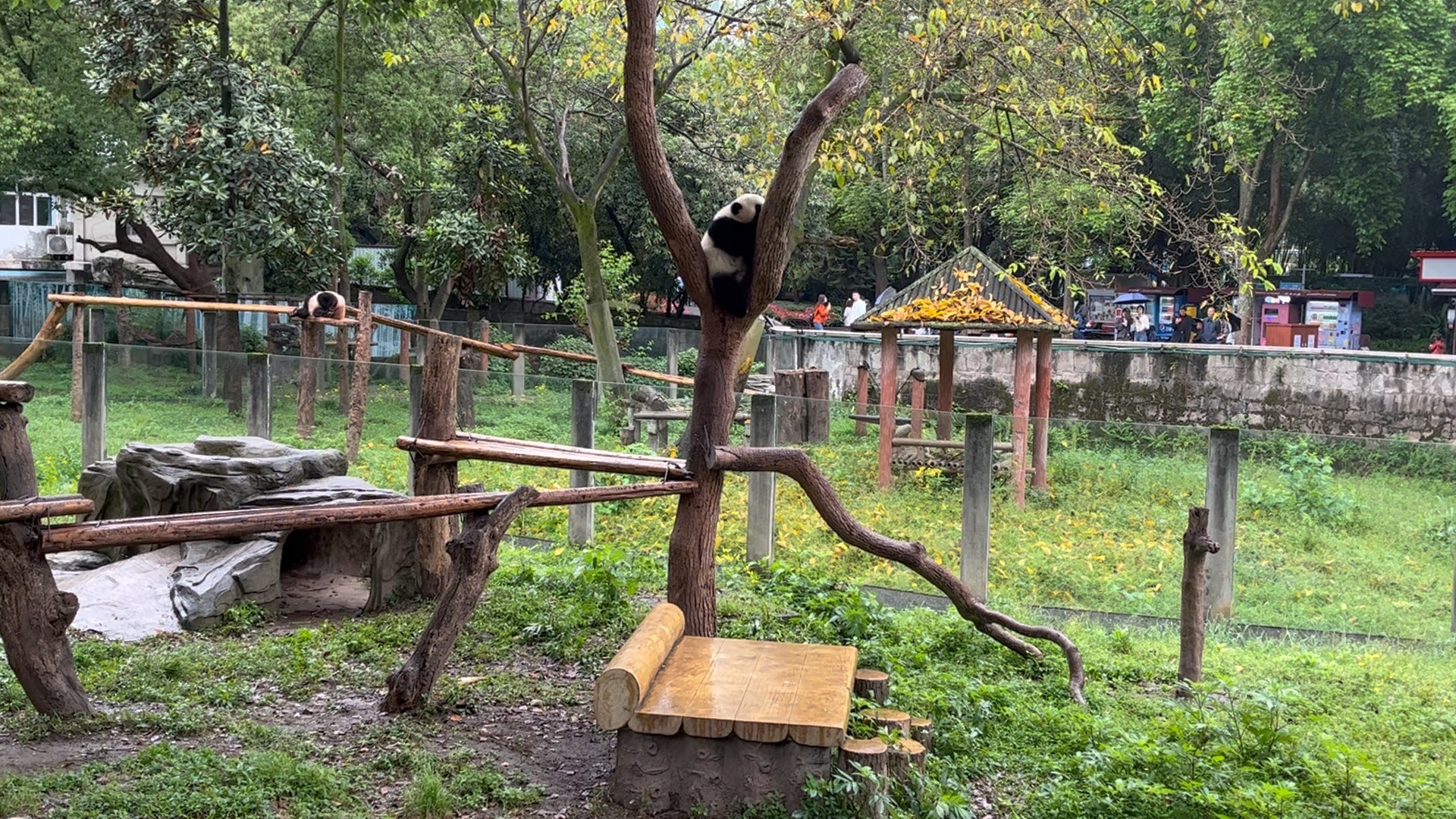 【大熊猫渝可渝爱】4月份的小渝可小渝爱 这天小雨