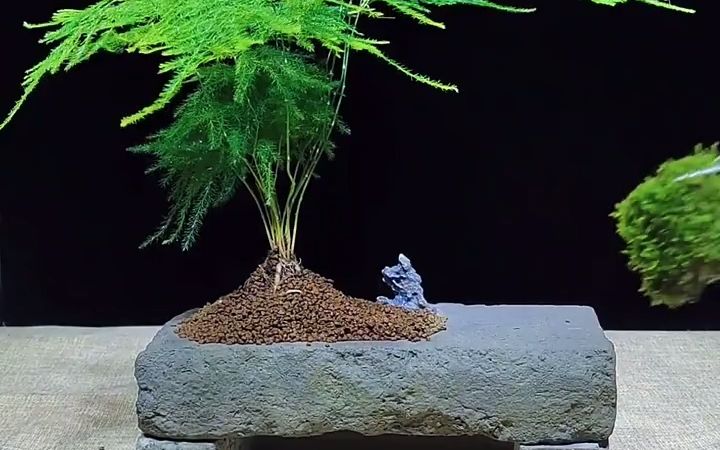 【水族】青砖花盆做禅意