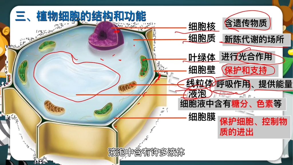 画重点‖植物细胞重难点二:植物细胞的结构和功能,红色字体一定要记住哦 #初中生物 #液泡 #植物细胞哔哩哔哩bilibili