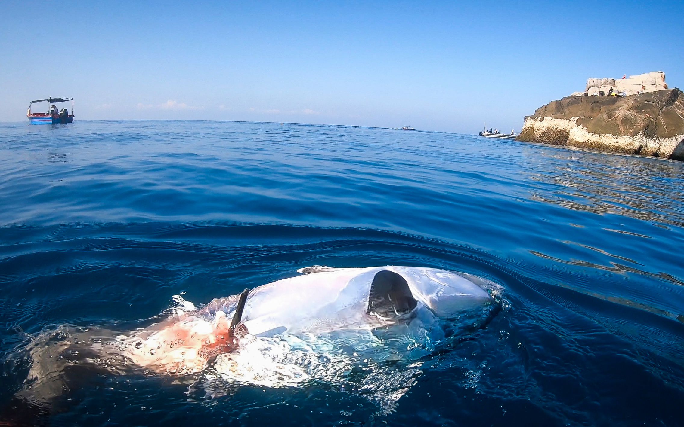 鏡子這次出發遠海邂逅無數次海魚風暴狂收鰹魚捕獲黑鰭金槍並現場做起